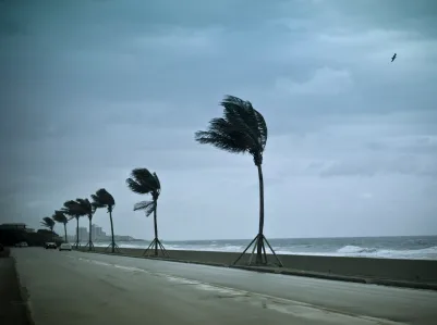 Palm trees in windstorm